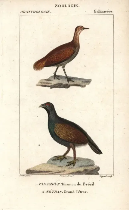 Framed Print : Great tinamou, Tinamus major (near threatened) Framed Print : Great tinamou, Tinamus major (near threatened)