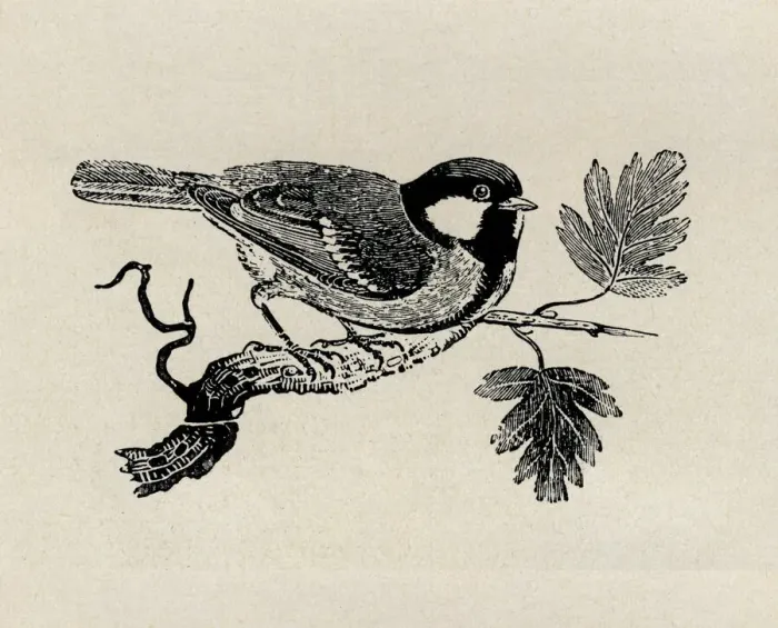 Framed Print : Great tit sitting on branch. Artist: Thomas Bewick Framed Print : Great tit sitting on branch. Artist: Thomas Bewick