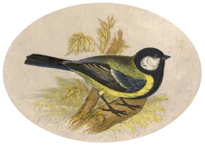 Framed Print : GREAT TIT. Great tit (Parus major) Framed Print : GREAT TIT. Great tit (Parus major)