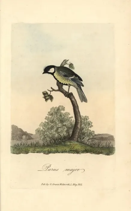 Framed Print : Great tit, great titmouse, Parus major Framed Print : Great tit, great titmouse, Parus major