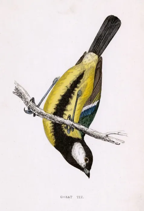 Framed Print : GREAT TIT (MORRIS) Framed Print : GREAT TIT (MORRIS)