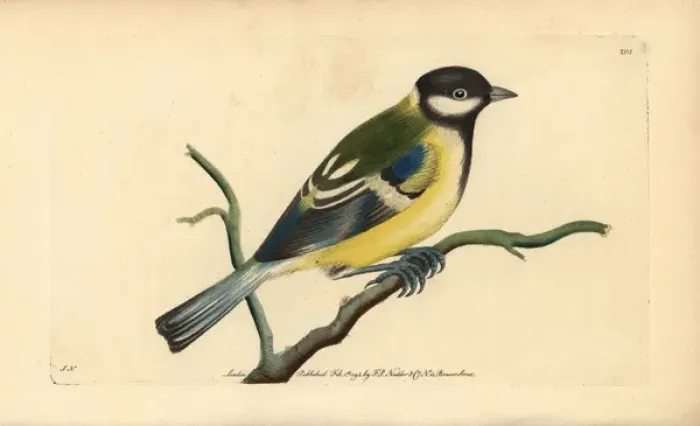 Framed Print : Great tit, Parus major Framed Print : Great tit, Parus major