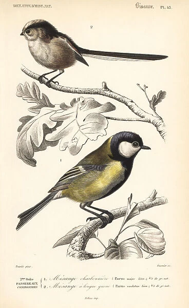 Great tit, Parus major, and long-tailed tit