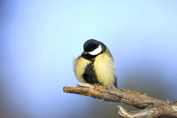Framed Print : Great Tit - ruffles up its plumage in freezing Framed Print : Great Tit - ruffles up its plumage in freezing