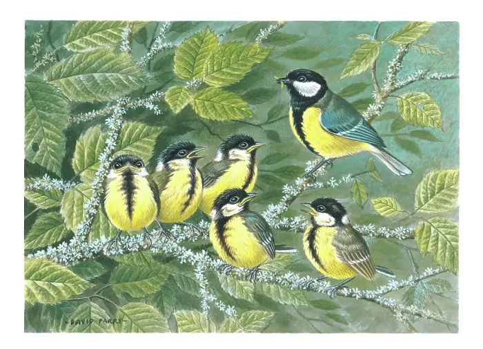 Framed Print : Great Tit and young Framed Print : Great Tit and young