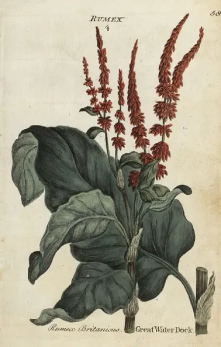 Framed Print : Great water dock, Rumex hydrolapathum Framed Print : Great water dock, Rumex hydrolapathum