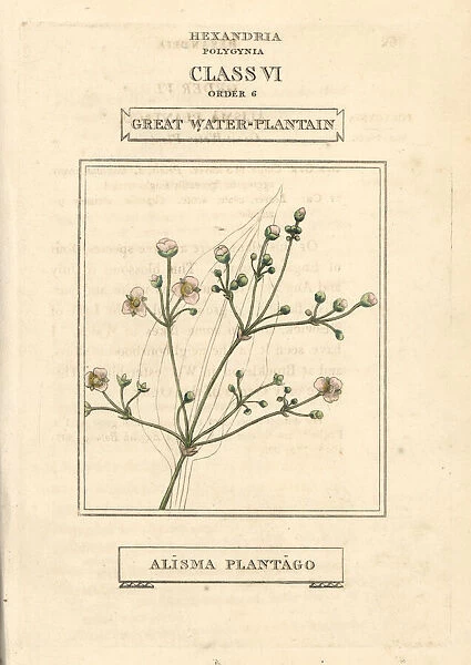 Great water plantain, Alisma plantago-aquatica