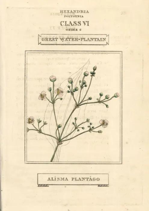 Framed Print : Great water plantain, Alisma plantago-aquatica Framed Print : Great water plantain, Alisma plantago-aquatica