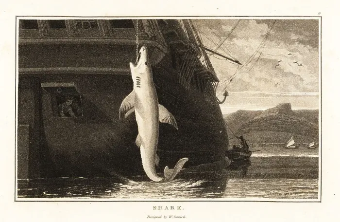 Framed Print : Great white shark, Carcharodon carcharias, hanging from a line Framed Print : Great white shark, Carcharodon carcharias, hanging from a line