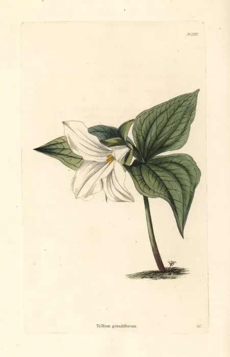 Framed Print : Great white trillium, Trillium grandiflorum Framed Print : Great white trillium, Trillium grandiflorum