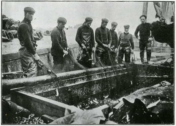 Framed Print : Great Yarmouth - Herring Harvest 1905 Framed Print : Great Yarmouth - Herring Harvest 1905