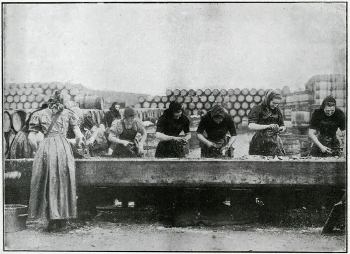 Framed Print : Great Yarmouth - Herring Harvest 1905 Framed Print : Great Yarmouth - Herring Harvest 1905