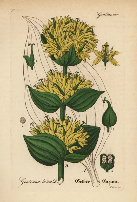 Framed Print : Great yellow gentian, Gentiana lutea Framed Print : Great yellow gentian, Gentiana lutea