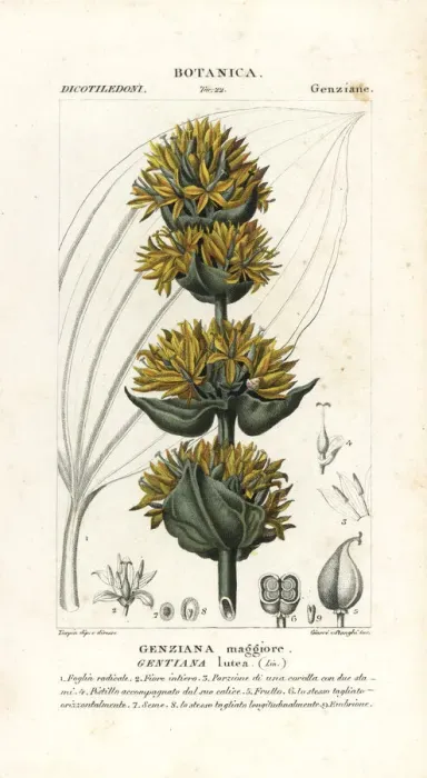 Framed Print : Great yellow gentian, Gentiana lutea Framed Print : Great yellow gentian, Gentiana lutea