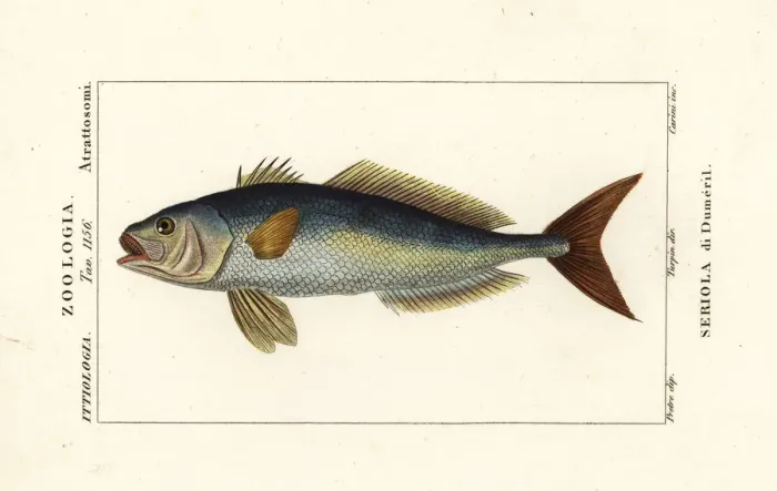 Framed Print : Greater amberjack, Seriola dumerili Framed Print : Greater amberjack, Seriola dumerili