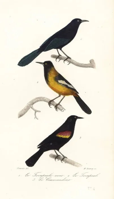 Framed Print : Greater Antillean grackle, Audubon's oriole and red-winged black Framed Print : Greater Antillean grackle, Audubon's oriole and red-winged black