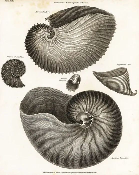 Framed Print : Greater argonaut, glassy nautilus and chambered nautilus Framed Print : Greater argonaut, glassy nautilus and chambered nautilus