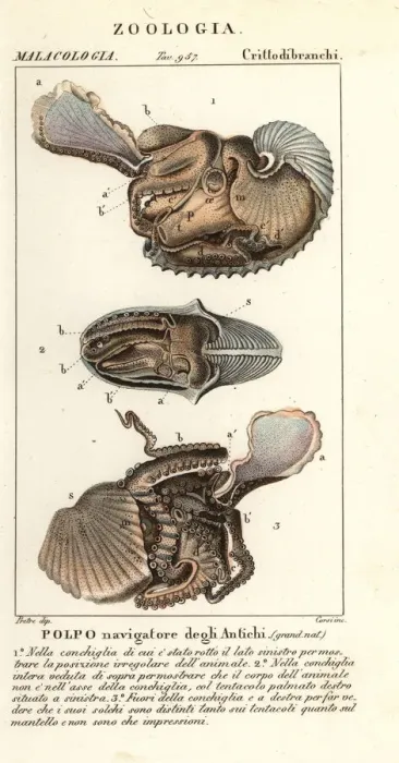 Framed Print : Greater argonaut octopus, Argonauta argo Framed Print : Greater argonaut octopus, Argonauta argo
