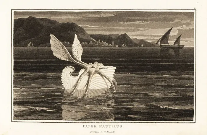 Framed Print : Greater argonaut sailing on the surface of the ocean