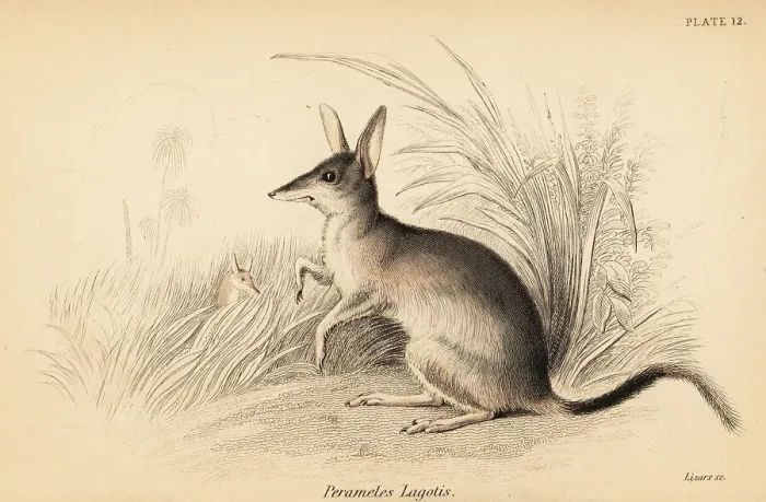 Framed Print : Greater bilby, Macrotis lagotis. Endangered Framed Print : Greater bilby, Macrotis lagotis. Endangered