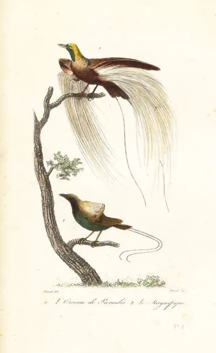 Framed Print : Greater bird-of-paradise and magnificent bird-of-paradise Framed Print : Greater bird-of-paradise and magnificent bird-of-paradise