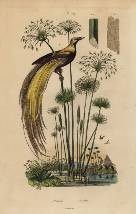 Framed Print : Greater bird-of-paradise, Paradisaea apoda Framed Print : Greater bird-of-paradise, Paradisaea apoda