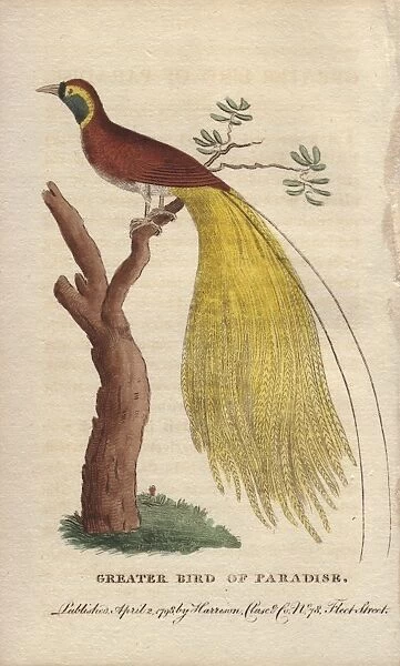 Greater bird of paradise, Paridisaea apoda