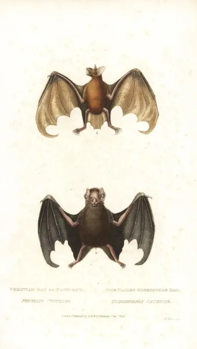 Framed Print : Greater bulldog bat or fisherman bat (Noctilio leporinus Framed Print : Greater bulldog bat or fisherman bat (Noctilio leporinus