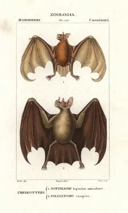 Framed Print : Greater bulldog bat, Noctilio leporinus Framed Print : Greater bulldog bat, Noctilio leporinus