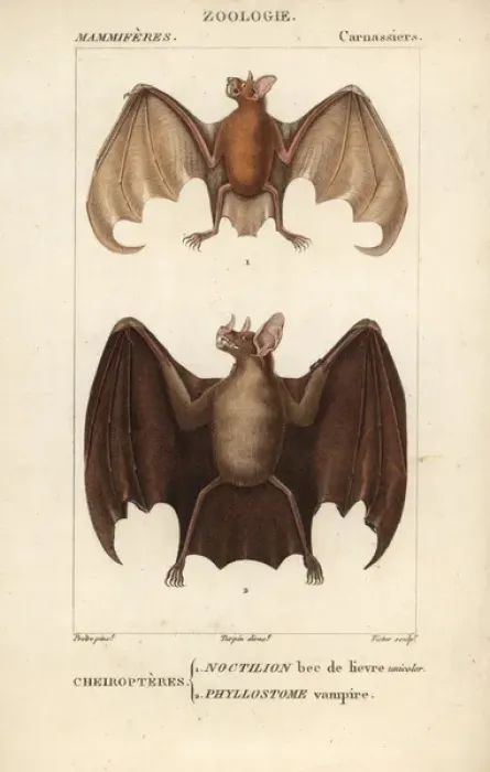 Framed Print : Greater bulldog bat, Noctilio leporinus Framed Print : Greater bulldog bat, Noctilio leporinus
