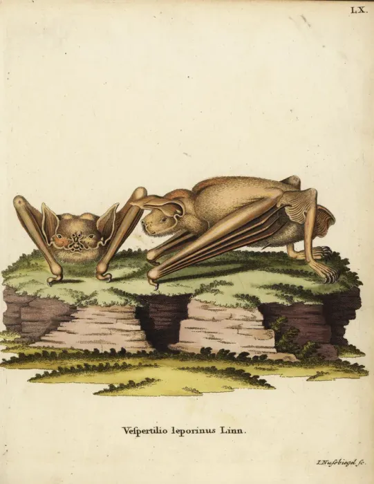 Framed Print : Greater bulldog bat, Noctilio leporinus Framed Print : Greater bulldog bat, Noctilio leporinus