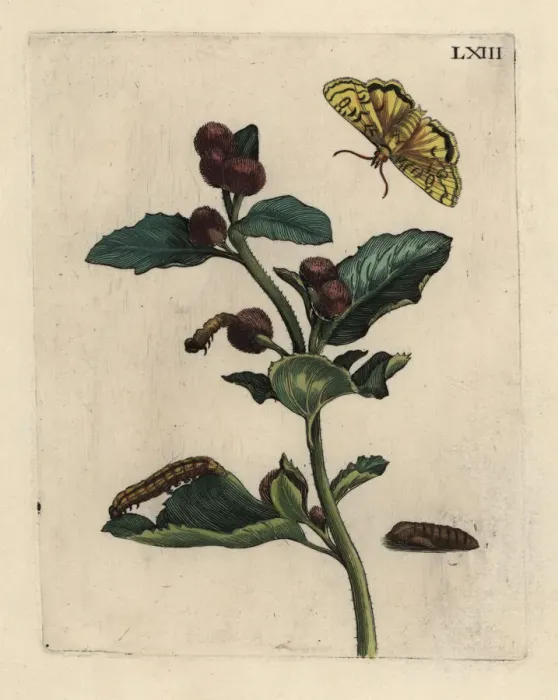 Framed Print : Greater burdock with moth Framed Print : Greater burdock with moth