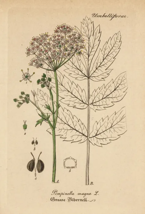 Framed Print : Greater burnet-saxifrage, Pimpinella major Framed Print : Greater burnet-saxifrage, Pimpinella major