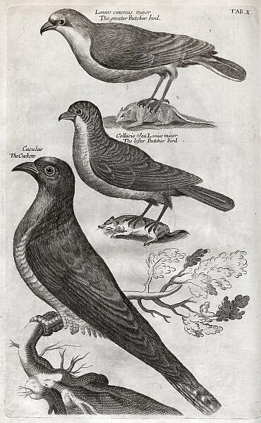 Greater butcher bird, lesser butcher bird and cuckoo