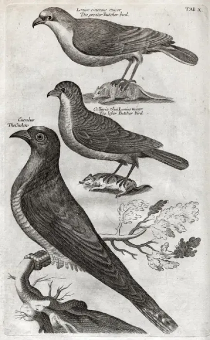 Framed Print : Greater butcher bird, lesser butcher bird and cuckoo Framed Print : Greater butcher bird, lesser butcher bird and cuckoo