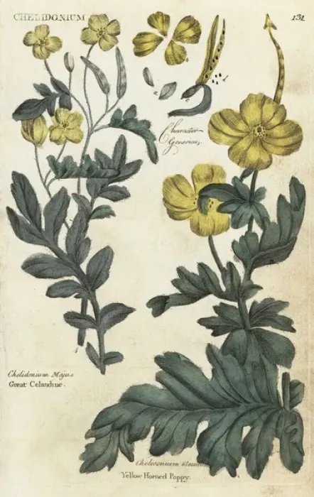 Framed Print : Greater celandine and celandine Framed Print : Greater celandine and celandine