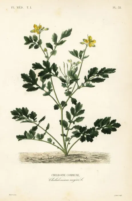 Framed Print : Greater celandine, Chelidonium majus Framed Print : Greater celandine, Chelidonium majus