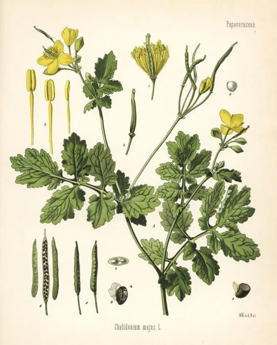 Framed Print : Greater celandine or tetterwort, Chelidonium majus Framed Print : Greater celandine or tetterwort, Chelidonium majus