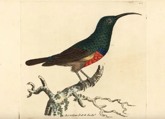 Framed Print : Greater double-collared sunbird, Cinnyris afer