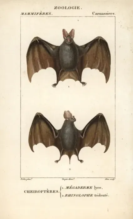 Framed Print : Greater false vampire bat, Megaderma lyra Framed Print : Greater false vampire bat, Megaderma lyra