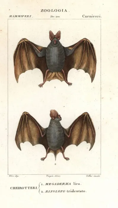 Framed Print : Greater false vampire bat, Megaderma lyra Framed Print : Greater false vampire bat, Megaderma lyra