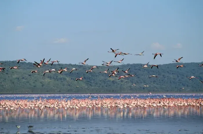 Framed Print : Greater Flamingo Framed Print : Greater Flamingo