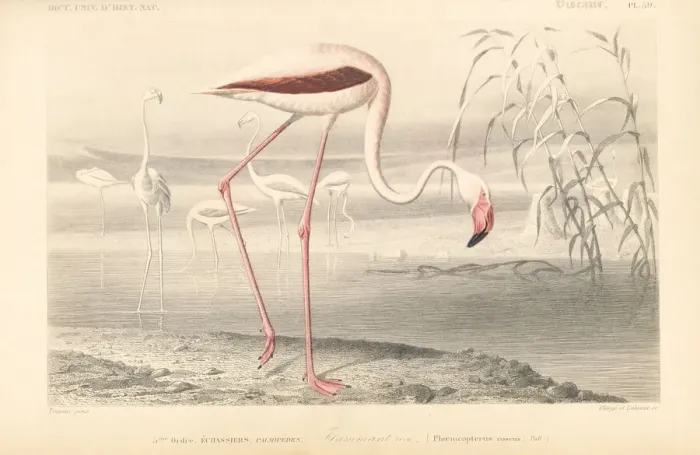 Framed Print : Greater flamingo, Phoenicopterus roseus Framed Print : Greater flamingo, Phoenicopterus roseus