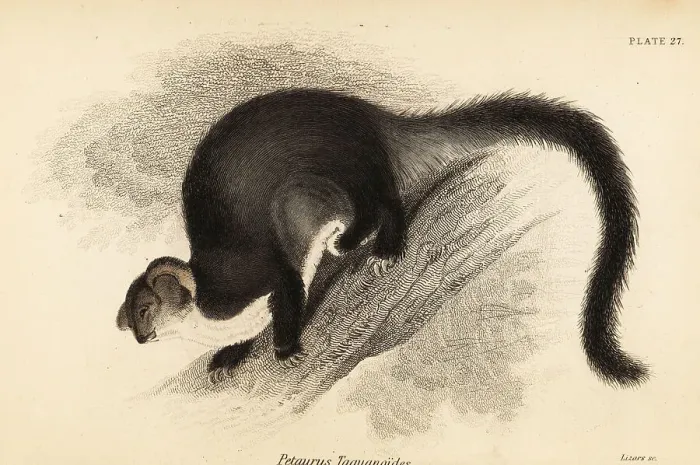 Framed Print : Greater glider, Petauroides volans Framed Print : Greater glider, Petauroides volans