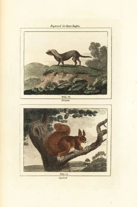 Framed Print : Greater grison and red squirrel Framed Print : Greater grison and red squirrel