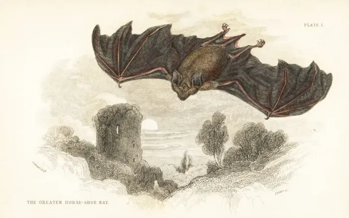 Framed Print : Greater horseshoe bat, Rhinolophus ferrumequinum Framed Print : Greater horseshoe bat, Rhinolophus ferrumequinum