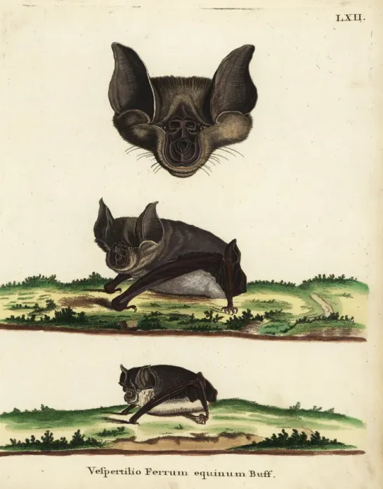 Framed Print : Greater horseshoe bat, Rhinolophus ferrumequinum Framed Print : Greater horseshoe bat, Rhinolophus ferrumequinum