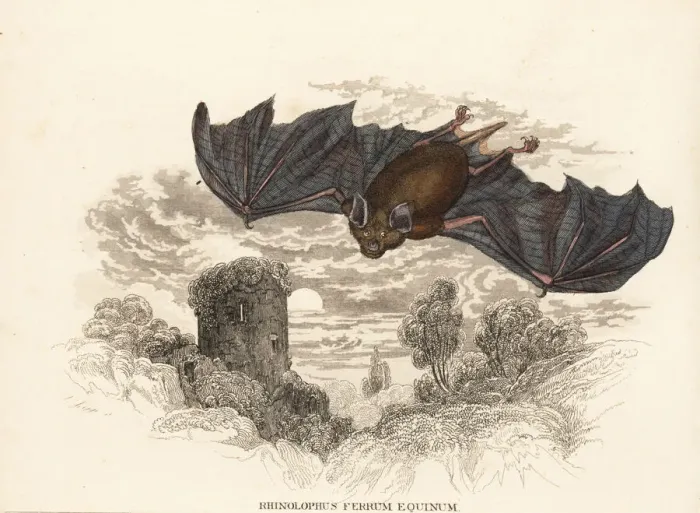 Framed Print : Greater horseshoe bat, Rhinolophus ferrumequinum Framed Print : Greater horseshoe bat, Rhinolophus ferrumequinum