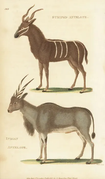 Framed Print : Greater kudu and common eland Framed Print : Greater kudu and common eland