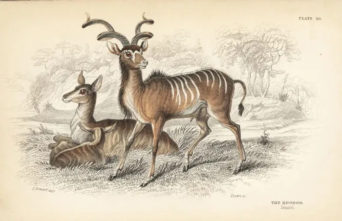 Framed Print : Greater kudu, Tragelaphus strepsiceros Framed Print : Greater kudu, Tragelaphus strepsiceros